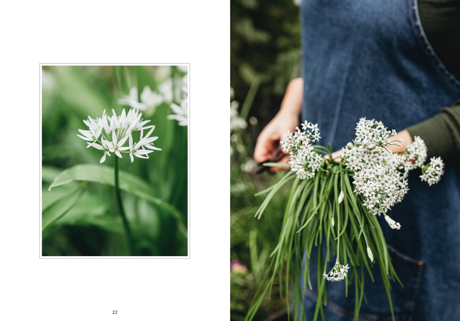 Living with Herbs Book - Image 6